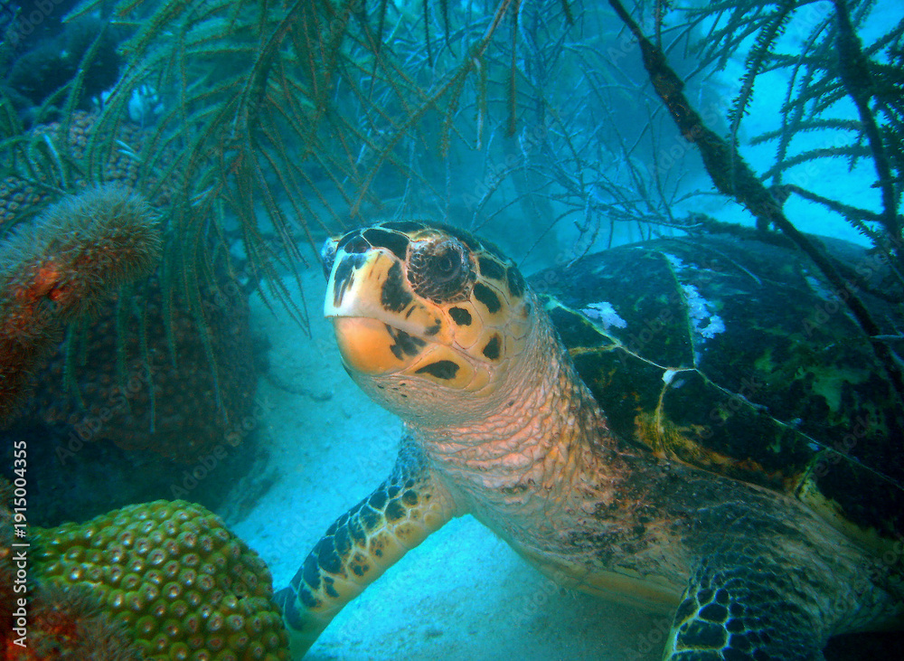 Obraz premium Hawksbill Sea Turtle Resting Among Coral Reef and Marine Vegetation