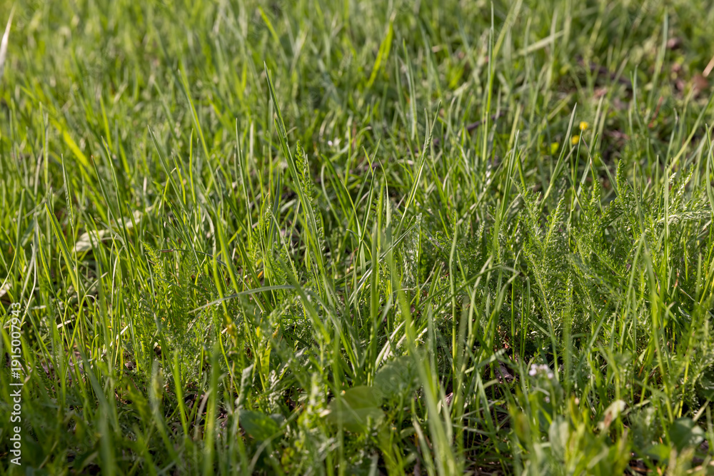 Obraz premium juicy fresh green grass in the park in spring , details of plants in the park with green grass in the spring season