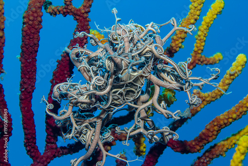 Fractal Beauty: A magnificent Mediterranean Basket Star (Astrospartus mediterraneus) spreading its branched arms on a colorful sea fan in Tamariu, Spain
