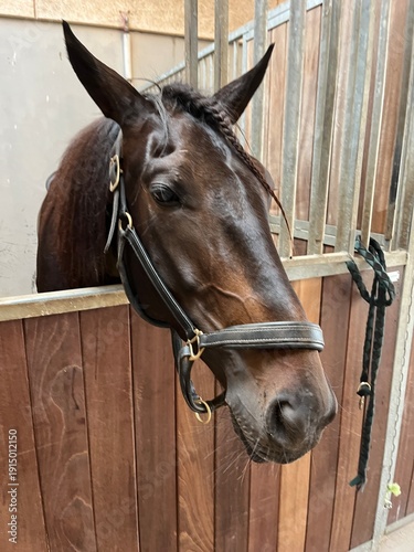 Canvastavla horse in stable