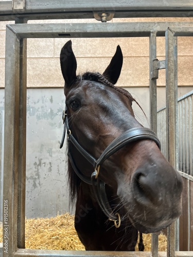 Konstfotografi horse in stable