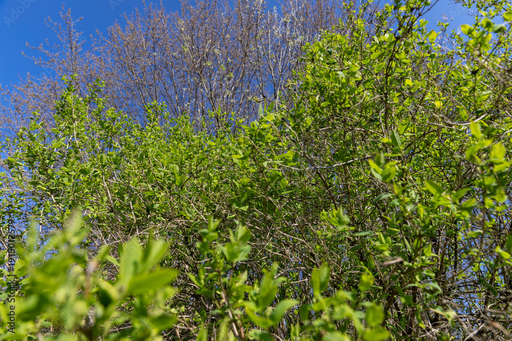 Fototapeta premium green foliage on the shrub in the spring season, green new beautiful leaves on the shrub in the spring season in sunny, warm weather