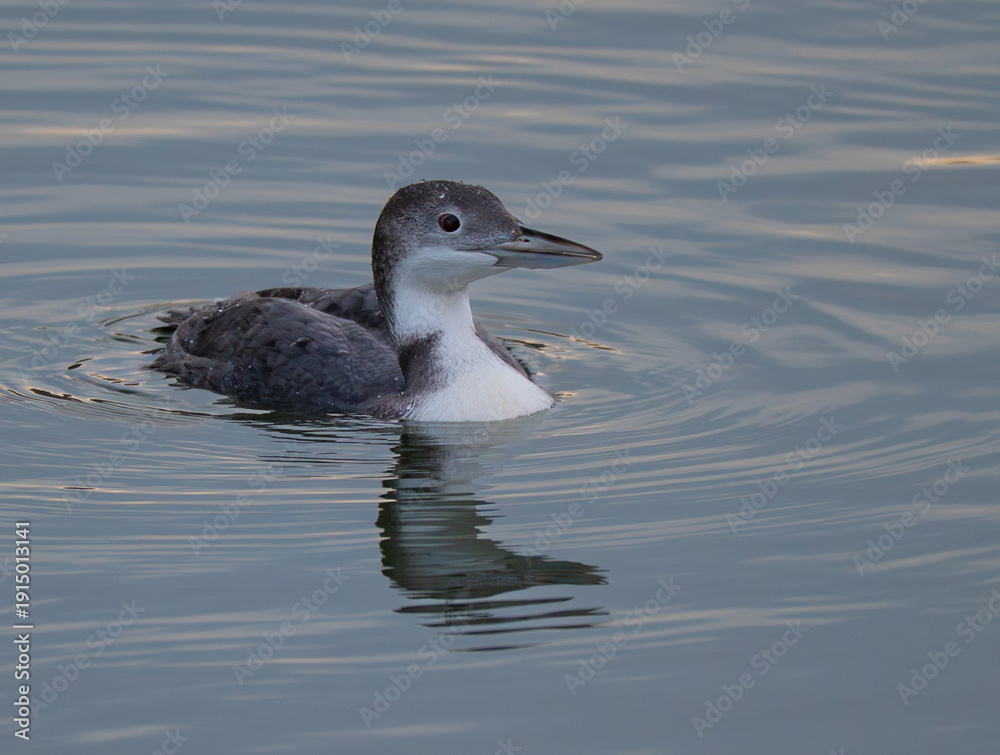 Fototapeta premium Common loon in winter plumage swimming on a calm lake with its reflection on the water's surface