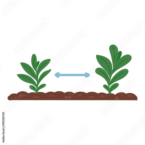 Distance between growing plants in flat cartoon design. Vector illustration