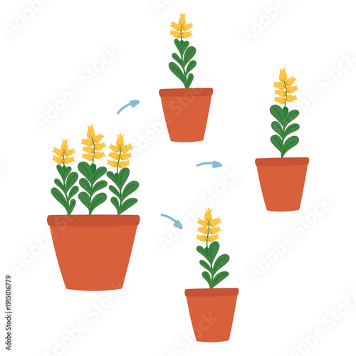 Dividing big blooming plant and transplanting parts to different pots