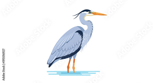 Elegant Grey Heron Standing in Shallow Water Wildlife Illustration Bird Photography