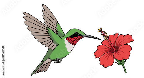 Vibrant Hummingbird Feeding on a Red Hibiscus Flower Delicate Wings in Motion Nature s Beauty
