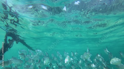 Underwater slow motion shot of Silver Fish Swimming in Bright Turquoise Sea Water with Sunlight Refracting Through the Rippled Surface Above Them