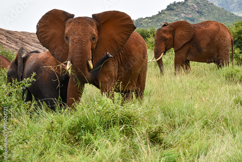 Photography African elephants grazing in savannah landscape during safari