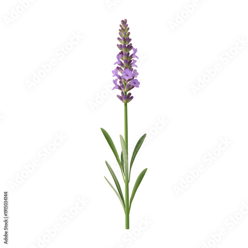 Aromatic English lavender flower shrub with leaves and branches. Vector realistic blooming plant. Isolated evergreen botanical arrangement or decoration, present for holiday, floristic design