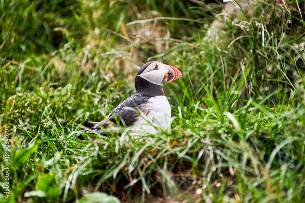 Obraz premium Puffins in Borgarfjordur Eystri reserve in Iceland during summer