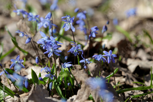 Scilla siberica
