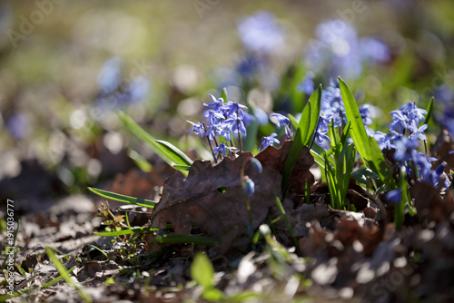 Scilla siberica
