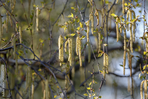 Birch branches. Birch catkins. Young birch foliage. First spring bloom