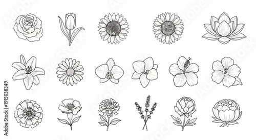 Detailed hand drawn flower sketches including sunflowers lilies roses peonies hibiscus and tropical blossoms