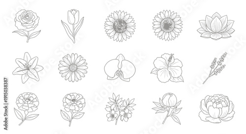Vintage style botanical line drawings of sunflowers roses tulips lilies and garden plants for floral design