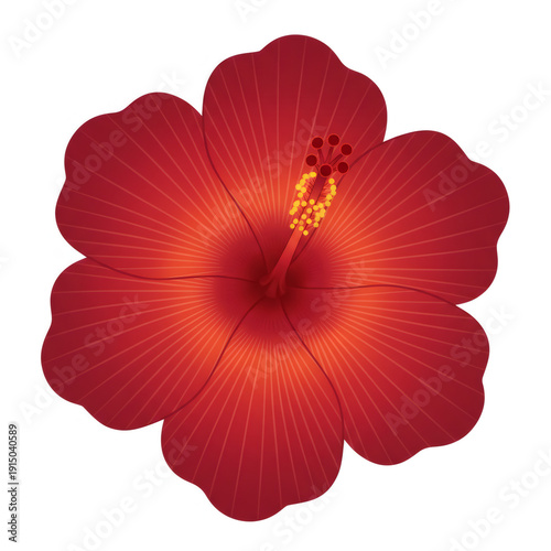 Red hibiscus flower with yellow stamen illustration. Tropical plant design for wedding invitation, greeting card, or summer holiday.