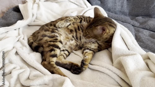 Bengal cat lying in cozy bed and licking itself in winter cold weather, horizontal video