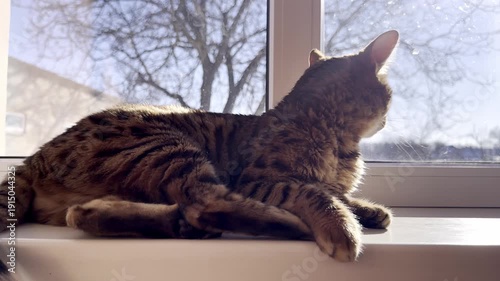 Bengal cat relaxing on a windowsill in spring , horizontal video