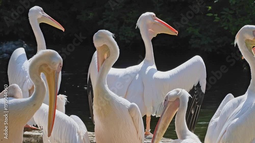 The Great White Pelican, Pelecanus onocrotalus also known as the rosy pelican is a bird in the pelican family.