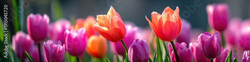Vibrant pink and orange tulips in bloom