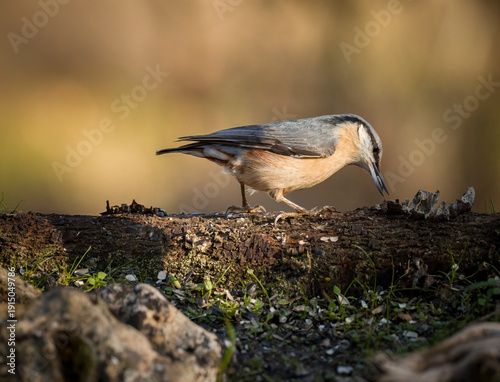Eurasian nuthatch on a forest log searching for food