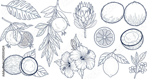 Hand drawn botanical fruit and flower vector set with coconut citrus pomegranate and floral elements, vintage engraved line art for packaging, branding, and nature designs