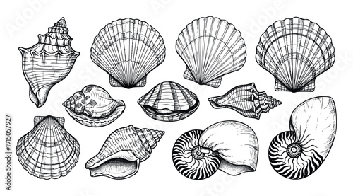 A collection of beautifully handdrawn marine seashells and conch shells in a vintage sketch style, perfect for creating unique coastal decor, graphic elements, or educational resources.