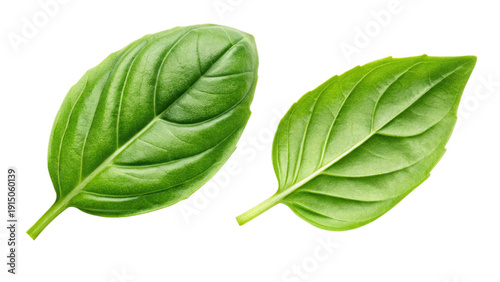 Two green basil leaves isolated on transparent background