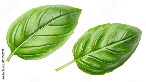 Two fresh green basil leaves isolated on transparent background