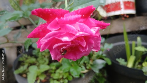 Vibrant pink azalea flowers blooming in lush greenery outdoors