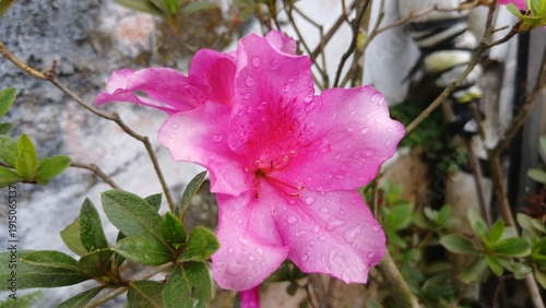 Vibrant pink azalea flowers blooming in lush greenery outdoors