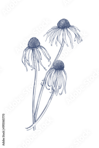 Echinacea pallida. Hand drawn vector illustration of Echinacea flowers