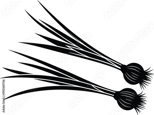 Two black onion bulbs with long sprouting roots extending outward on a white background