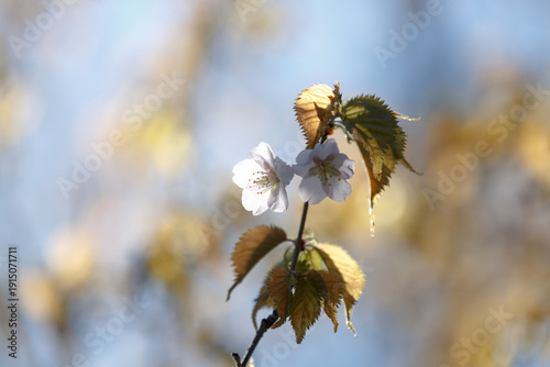 Cherry blossom. White flowers on a plum tree branch on a sunny spring day. Blurred natural background. Fruit tree flowers with leaves