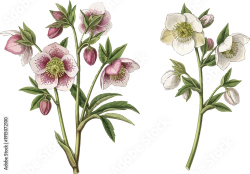 Elegant botanical illustration of two hellebore flower arrangements, featuring delicate pink and white speckled blooms alongside pristine white and pale yellow blossoms.