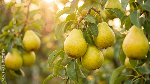 Gros plan sur des poires mûres suspendues aux branches d'un poirier dans un verger ensoleillé au coucher du soleil