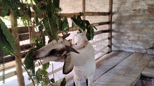White Goat with Black Legs Eating Leaves Inside Backyard Shed