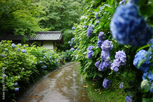 Принти на полотні Peaceful hydrangea garden path in Japan during rainy season