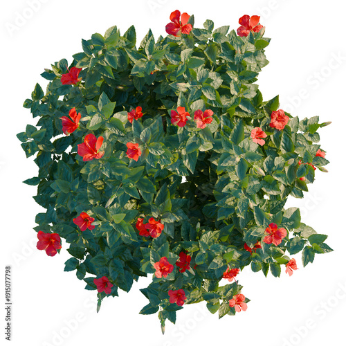 Fotografi Hibiscus rosa sinensis tree plan, top view, cutout, transparent background, isol