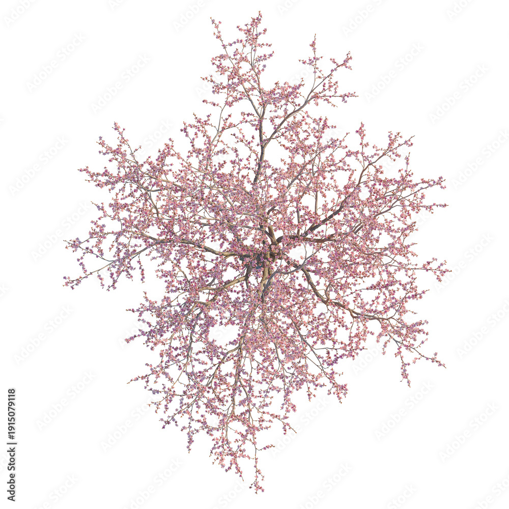 Obraz premium Prunus dulcis tree plan, top view, cutout, transparent background, isolate, Blooming Cherry Tree Branch with Delicate Pink Flowers, Springtime Nature Scene