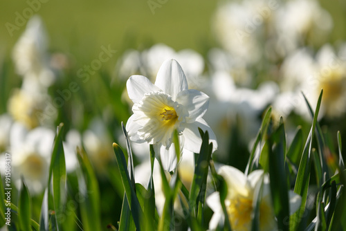 white daffodils close-up in contrasting light in the sun