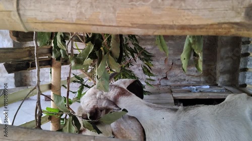 White Goat with Black Legs Eating Leaves Inside Backyard Shed