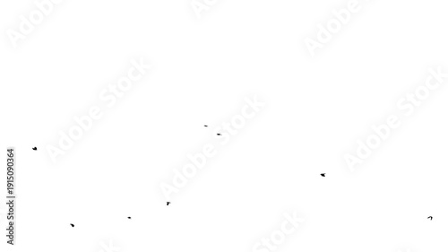 Silhouette of flying flock of birds against white background