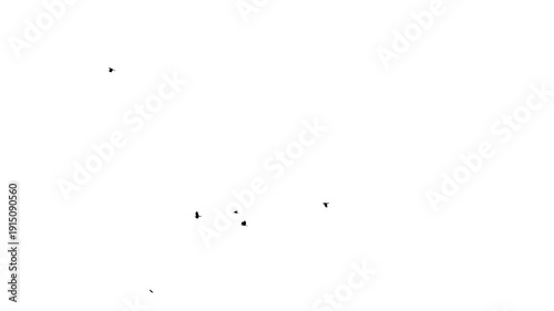 Silhouettes of Migrating Birds in motion in the sky or Birds flying flock