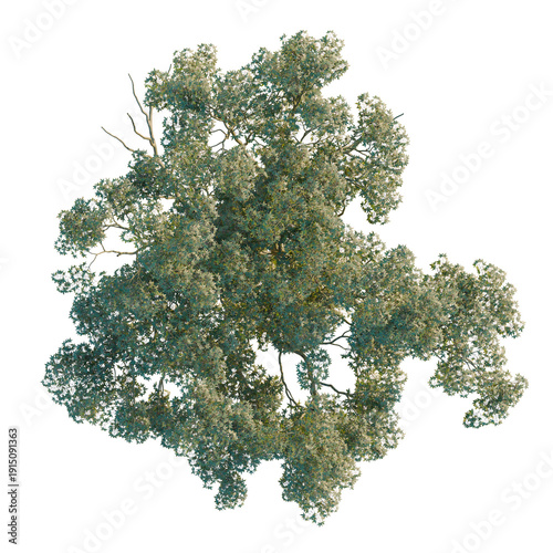Φωτογραφία Acer palmatum tree plan, top view, cutout, transparent background, isolate, Dens