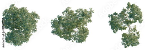 Obraz na płótnie Betula pendula tree plan, top view, cutout, transparent background, isolate, Aerial view of lush green forest canopy with vibrant foliage and abundant natural beauty