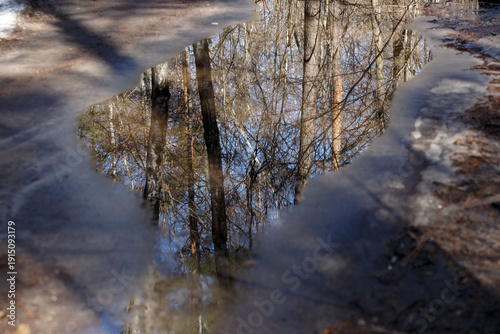 Wet asphalt, a path in the park, reflecting the trunks and green foliage of trees in the summer after the rain