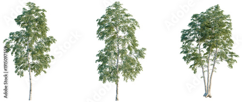 Quadro su tela Betula pendula tree, elevation, front view, cutout, transparent background, isol