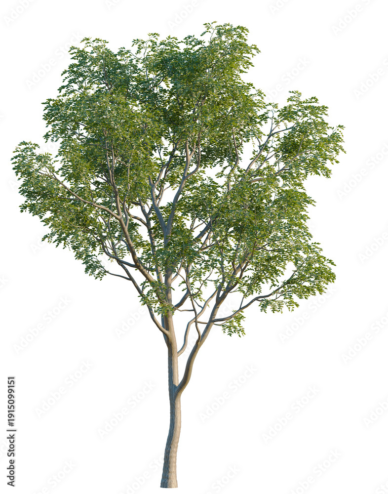 Fototapeta premium Styphnolobium japonicum tree, elevation, front view, cutout, transparent background, isolate, Detailed close-up of a vibrant green maple leaf, perfect for botanical and nature themed designs.